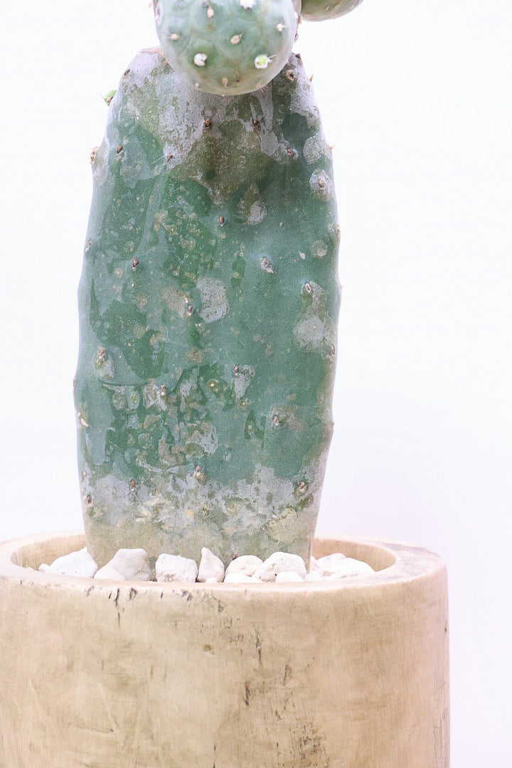 【テフロカクタス ゲオメトリクス】今回がラストの在庫！人気の木製ＰＯＴ！モコモコタイプの大人気品種のサボテン！しかも接ぎ木タイプなので育てやすく安心して育てられますよ！