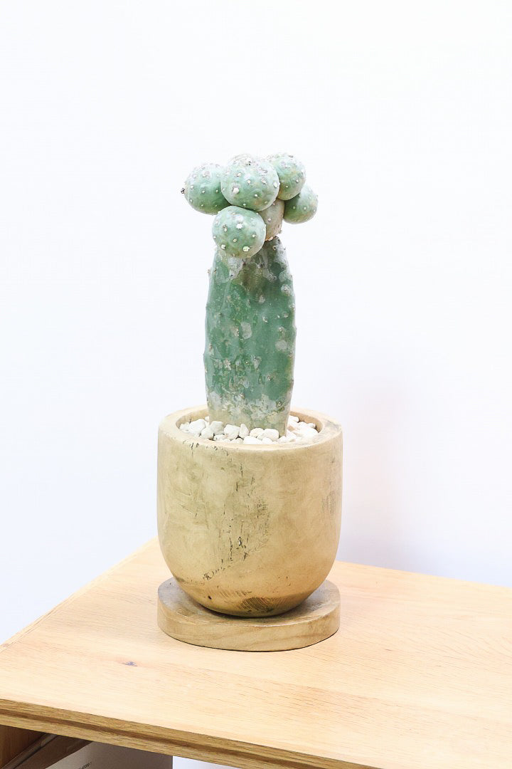 【テフロカクタス ゲオメトリクス】今回がラストの在庫！人気の木製ＰＯＴ！モコモコタイプの大人気品種のサボテン！しかも接ぎ木タイプなので育てやすく安心して育てられますよ！