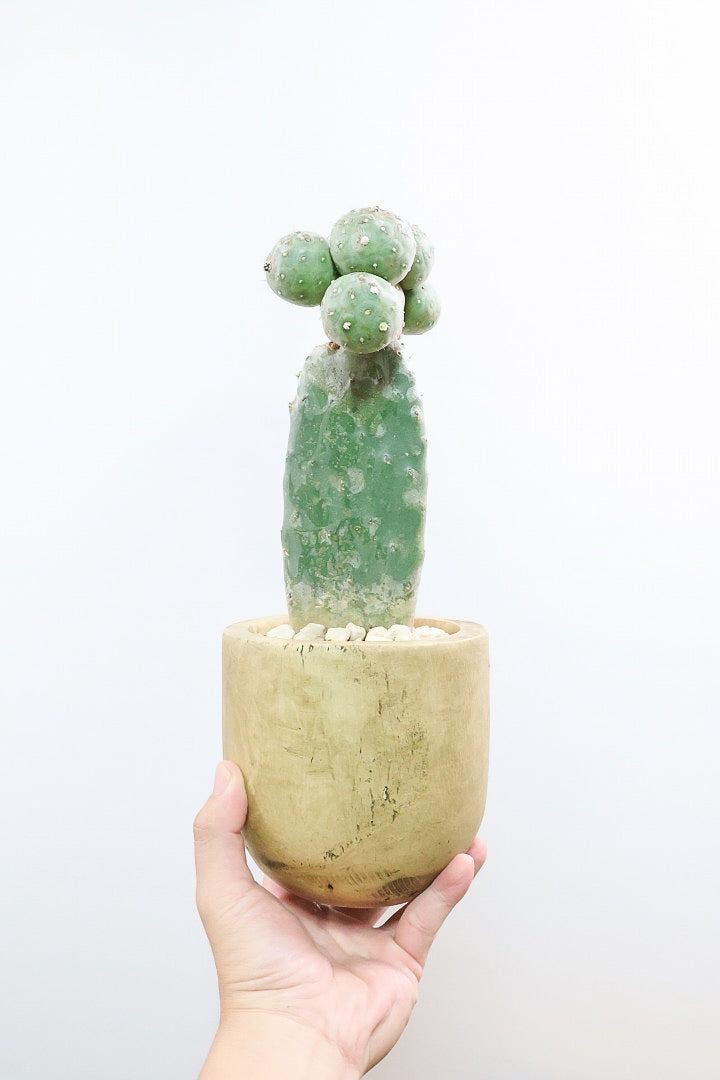 【テフロカクタス ゲオメトリクス】今回がラストの在庫！人気の木製ＰＯＴ！モコモコタイプの大人気品種のサボテン！しかも接ぎ木タイプなので育てやすく安心して育てられますよ！