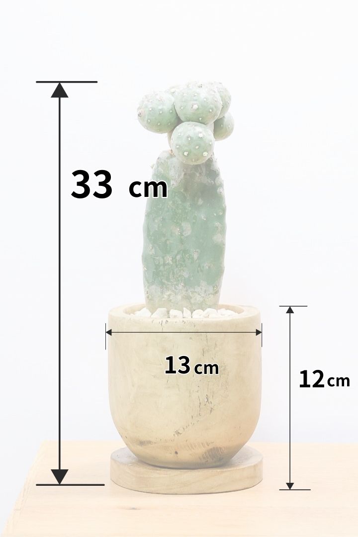 サボテン テフロカクタス ゲオメトリクスWW60426| 観葉植物の