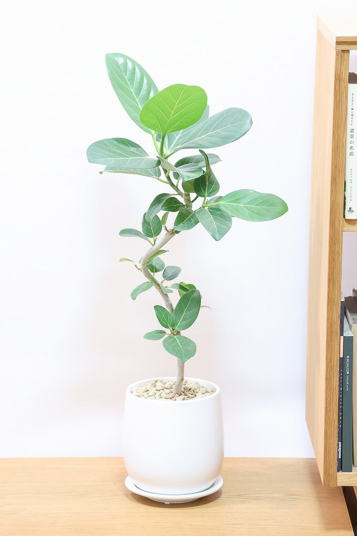 【ベンガレンシス】シンプルなＰＯＴ！よくまとまったきれいな樹形！幹のカーブも素晴らしい仕上がりです！