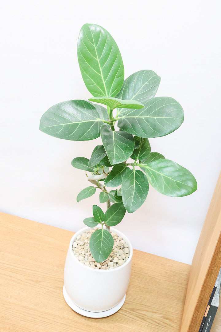 【ベンガレンシス】シンプルなＰＯＴ！よくまとまったきれいな樹形！幹のカーブも素晴らしい仕上がりです！
