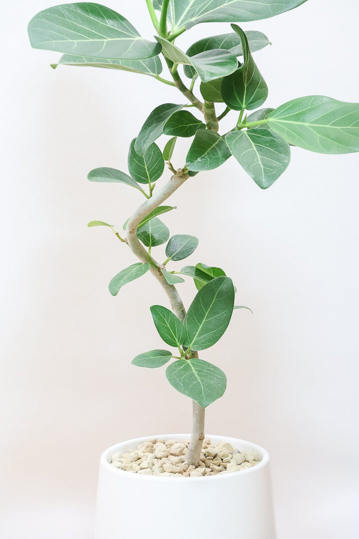 【ベンガレンシス】シンプルなＰＯＴ！よくまとまったきれいな樹形！幹のカーブも素晴らしい仕上がりです！