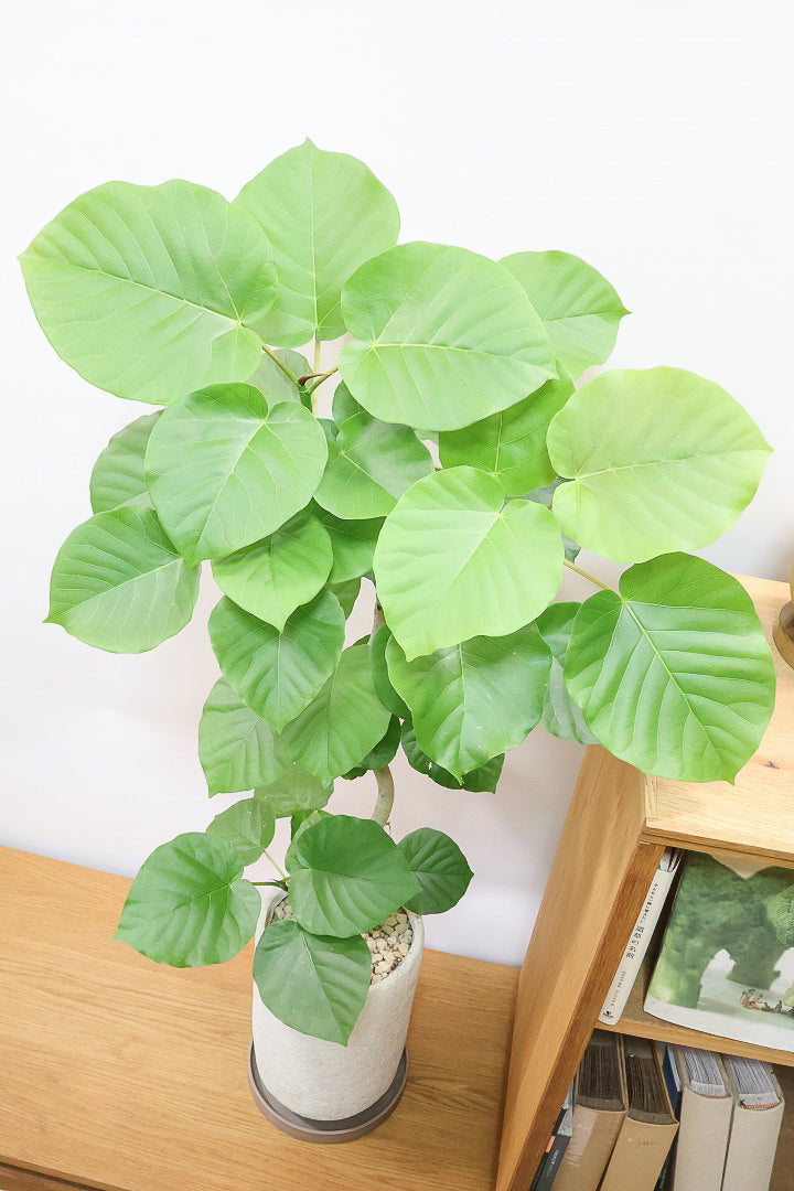 【ウンベラータ】BIGサイズ！長崎県の曲り樹形の名手でもある生産者さんが手塩に掛けたバランスの良い素晴らしい樹形です！幹のクネクネがGOOD！