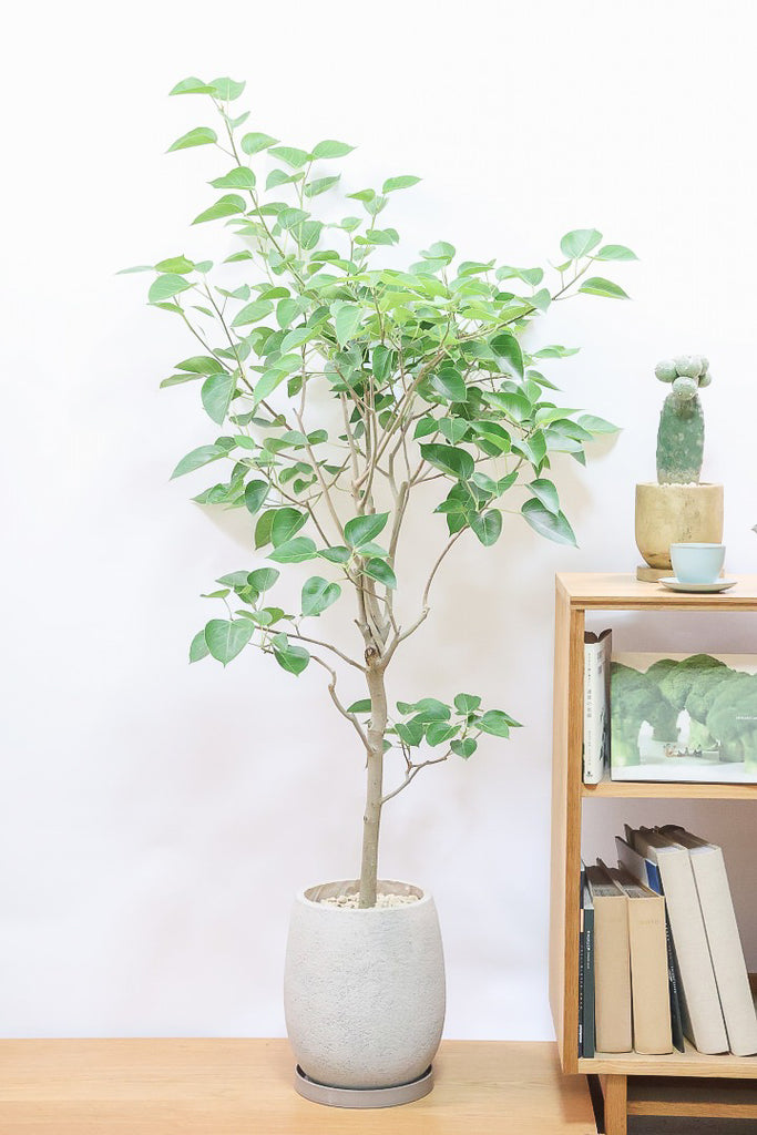 フィカス 観葉植物 フィカス（ゴムの木） | 観葉植物の通販 AND PLANTS (アンド