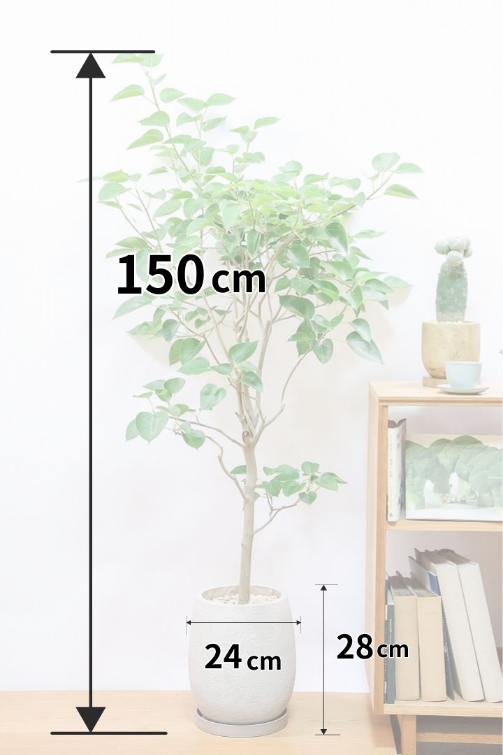 フィカス ランフィーGIV60430| 観葉植物の通信販売 | APEGO