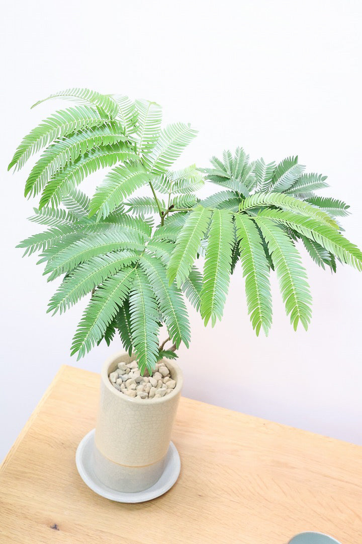 エバーフレッシュ エバーフレッシュ コンパクタCW60437B| 観葉植物の通信販売
