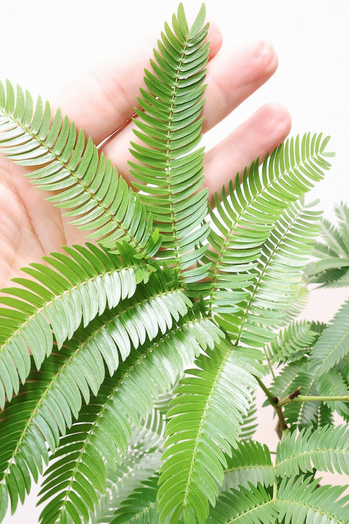 エバーフレッシュ エバーフレッシュ S | 観葉植物の通販 AND PLANTS (アンドプランツ)