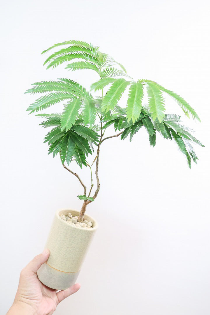 エバーフレッシュ エバーフレッシュ コンパクタCW60437B| 観葉植物の通信販売