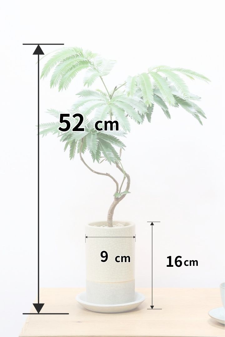 エバーフレッシュ コンパクタCW60437B| 観葉植物の通信販売