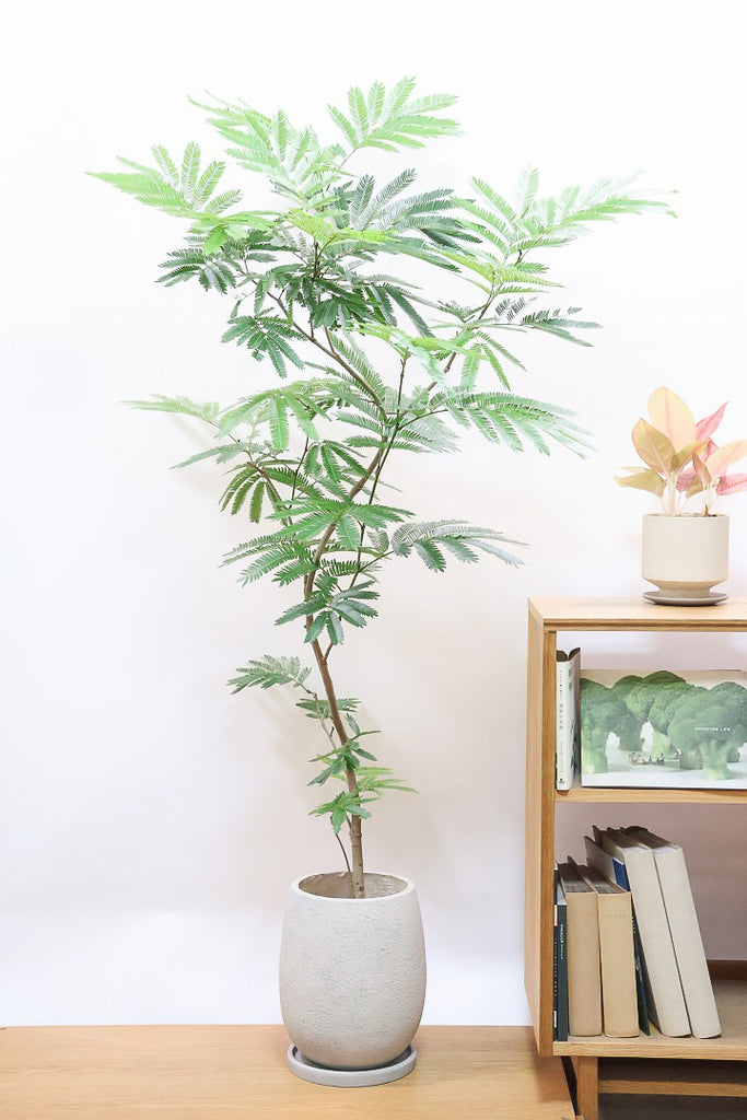 エバーフレッシュ エバーフレッシュGIV60438| 観葉植物の通信販売 | APEGO(アペーゴ)