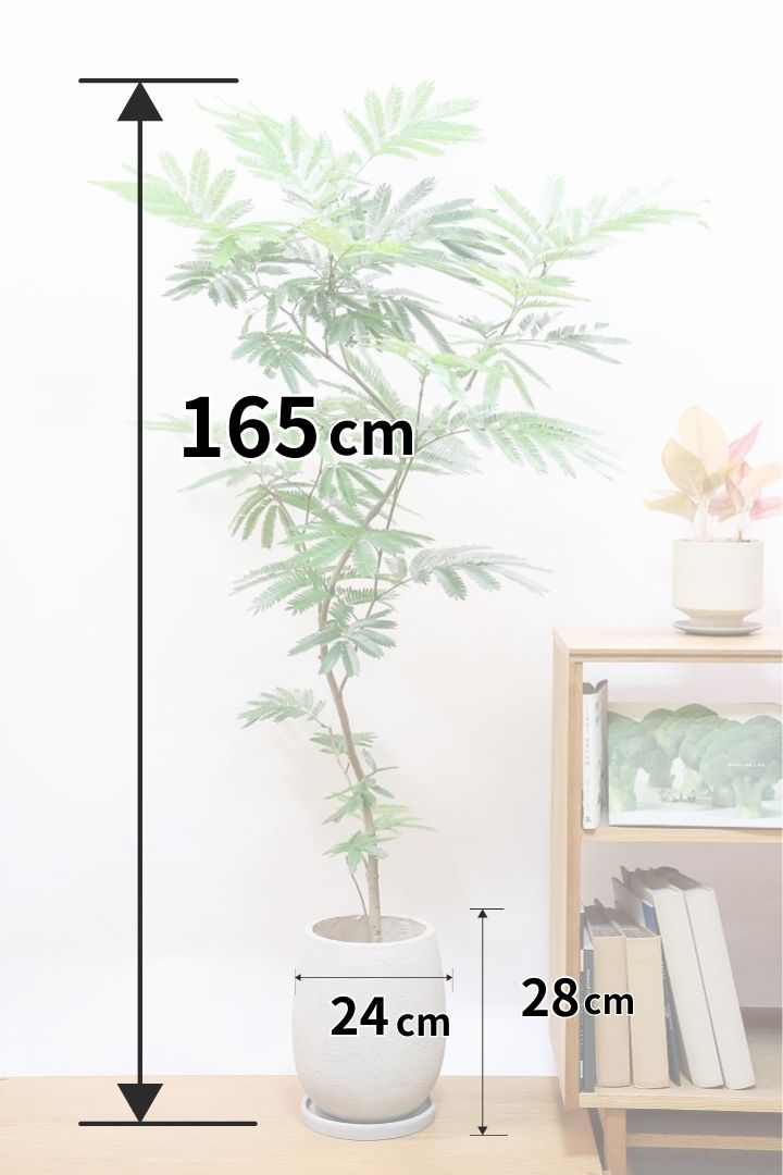 エバーフレッシュGIV60438| 観葉植物の通信販売 | APEGO(アペーゴ)