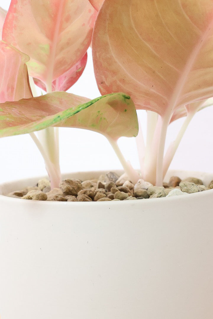 アグラオネマ アグラオネマ ホワイト レガシー 「Aglaonema White Legacy」79L