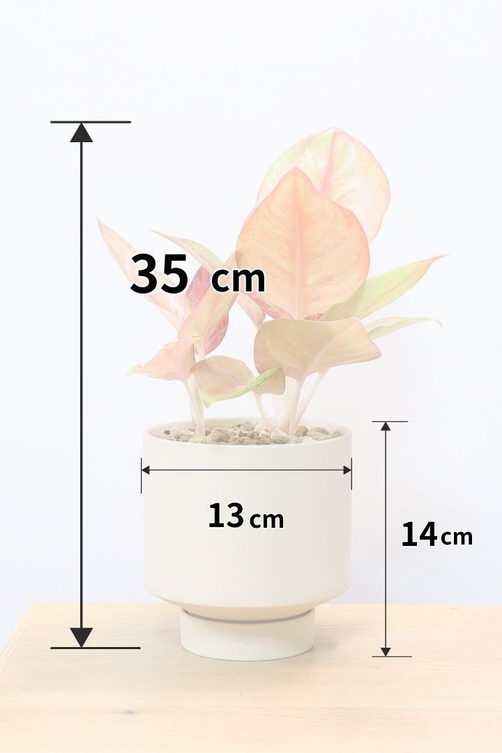 アグラオネマ Yahoo!オークション - アグラオネマ ピクタム ”ファントム