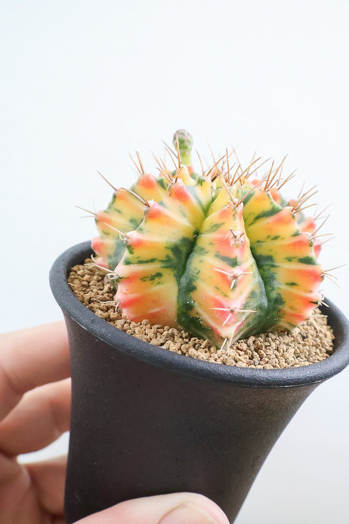 【ギムノカリキウム】幻想的！の一言に尽きる美しい葉色。かわいいフォルムのサボテンです！