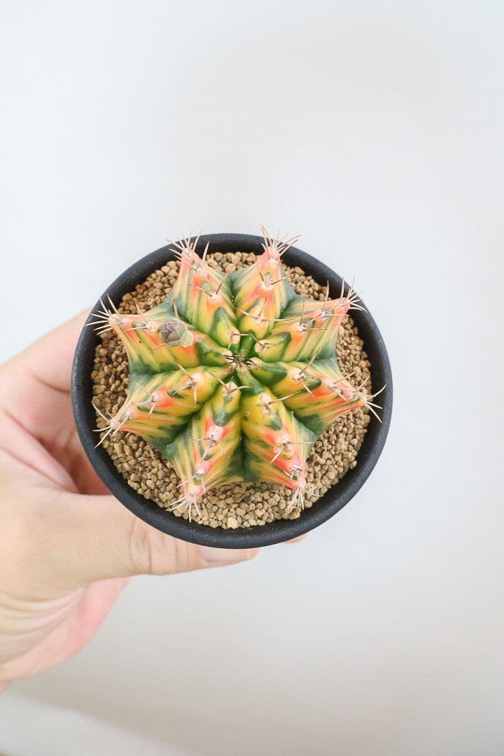 【ギムノカリキウム】幻想的！の一言に尽きる美しい葉色。かわいいフォルムのサボテンです！