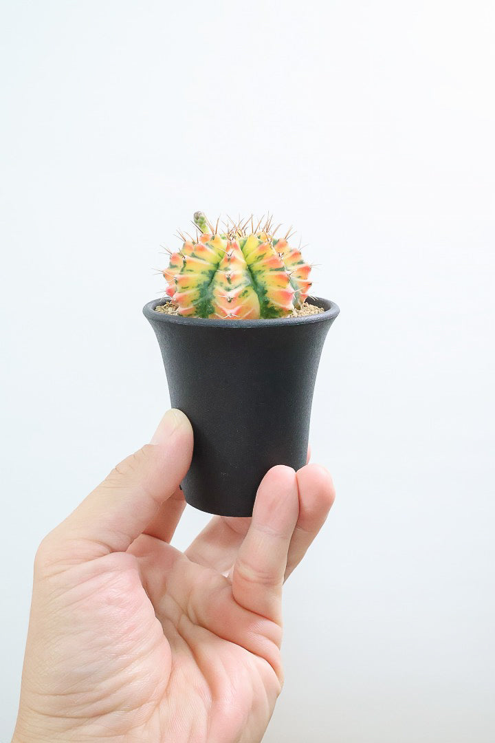 【ギムノカリキウム】幻想的！の一言に尽きる美しい葉色。かわいいフォルムのサボテンです！