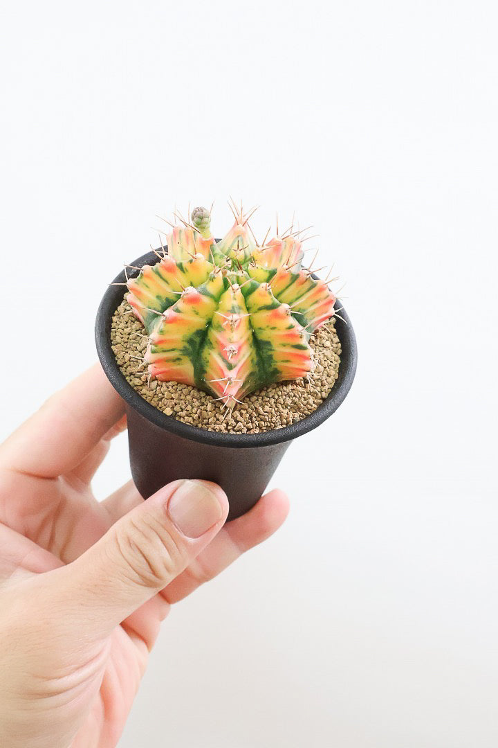 【ギムノカリキウム】爽やか！の一言に尽きる美しい葉色。かわいいフォルムのサボテンです！