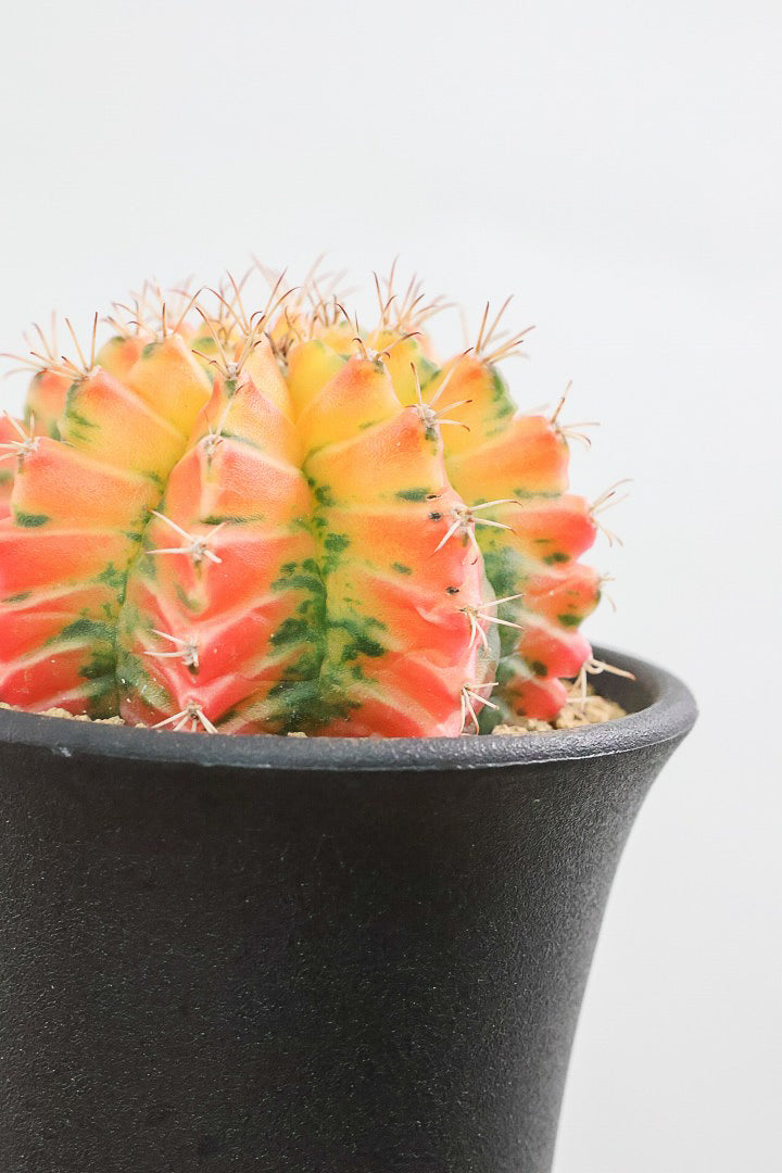 【ギムノカリキウム】爽やか！の一言に尽きる美しい葉色。かわいいフォルムのサボテンです！