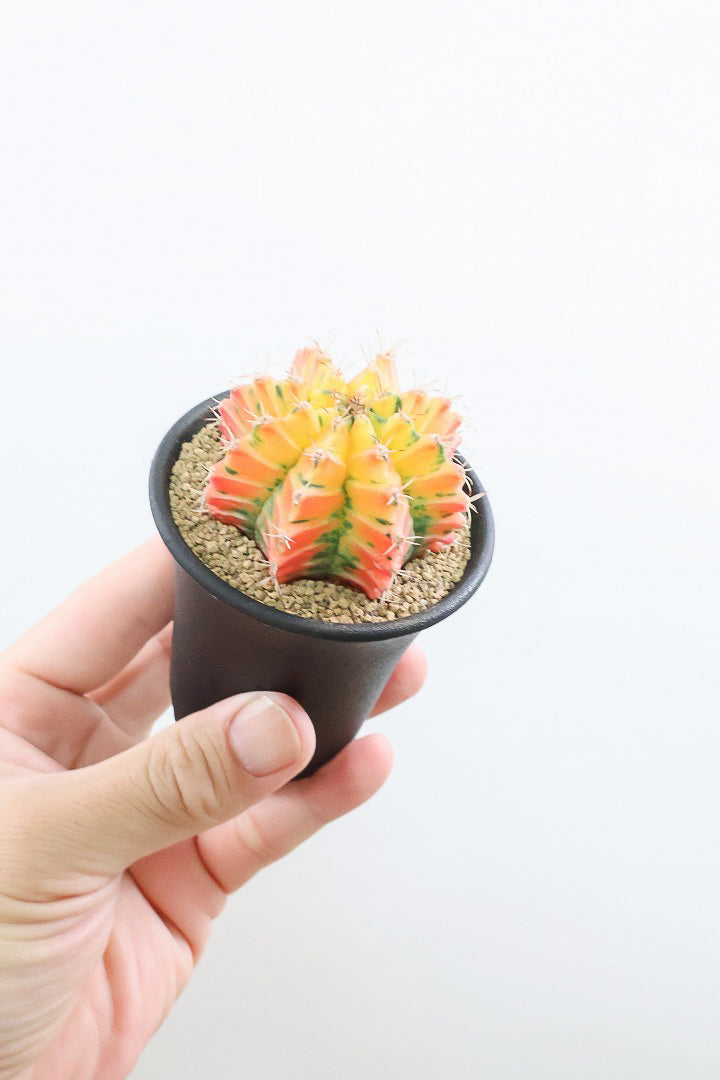 【ギムノカリキウム】爽やか！の一言に尽きる美しい葉色。かわいいフォルムのサボテンです！