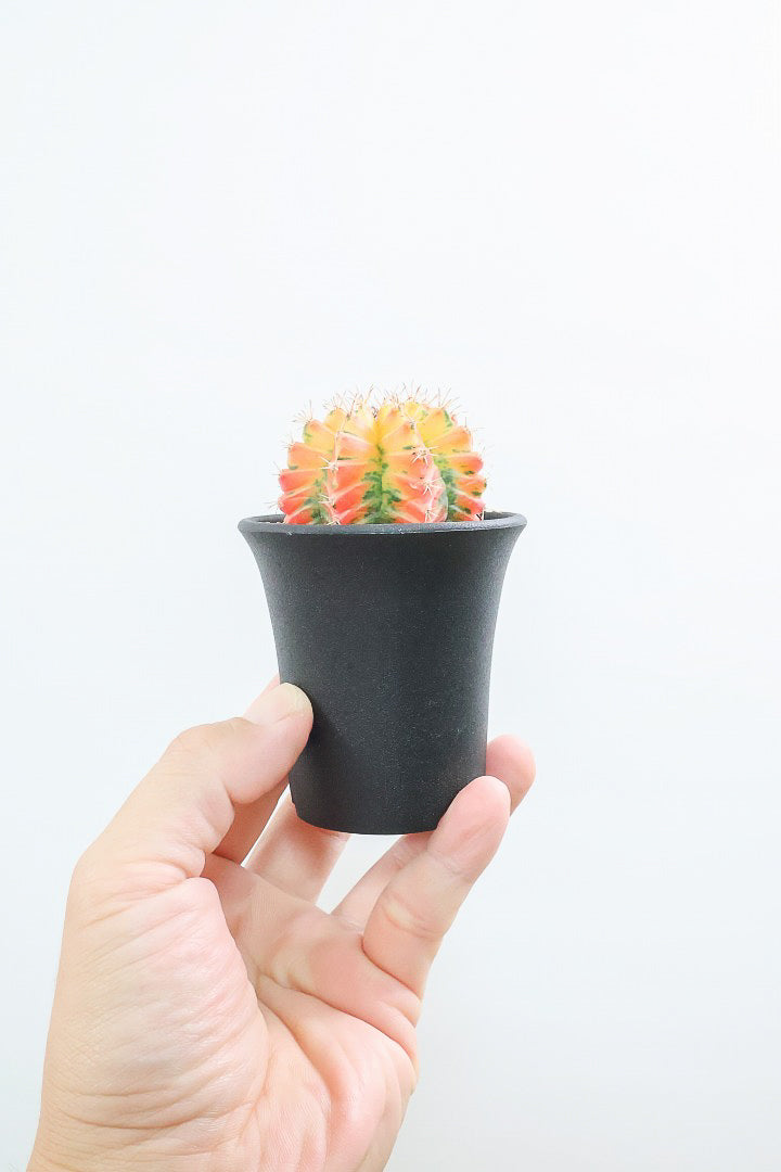 【ギムノカリキウム】爽やか！の一言に尽きる美しい葉色。かわいいフォルムのサボテンです！