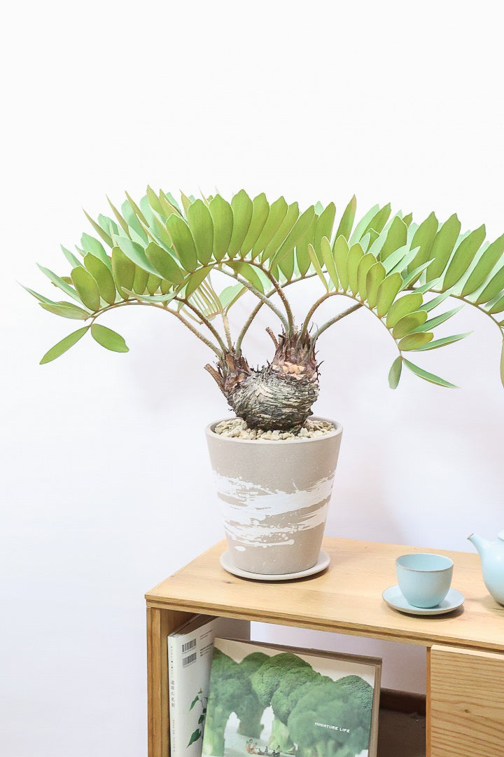 【ザミア フルフラケア】希少な分頭タイプ！ここまで仕上がった個体は珍しいと思います！