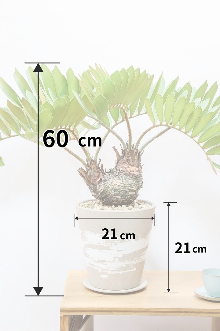 【ザミア フルフラケア】希少な分頭タイプ！ここまで仕上がった個体は珍しいと思います！