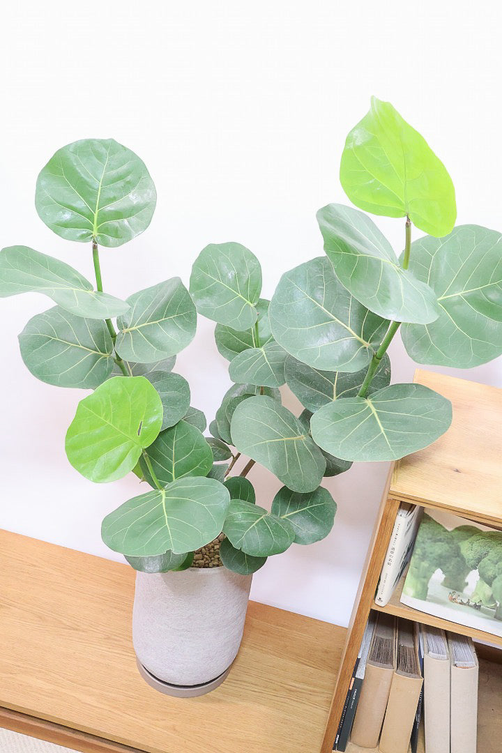 【シーグレープ】まん丸の葉っぱがとてもかわいい人気の観葉植物です! このサイズはめったに入荷しませんのでぜひ！