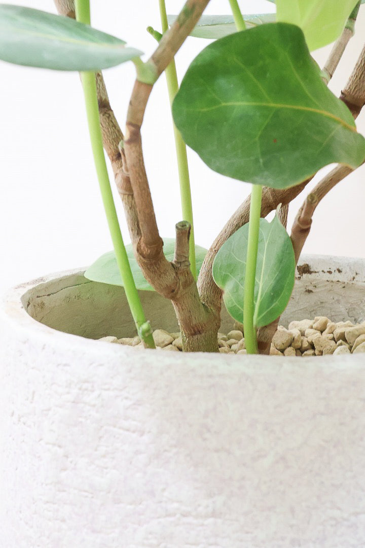 【シーグレープ】まん丸の葉っぱがとてもかわいい人気の観葉植物です! このサイズはめったに入荷しませんのでぜひ！