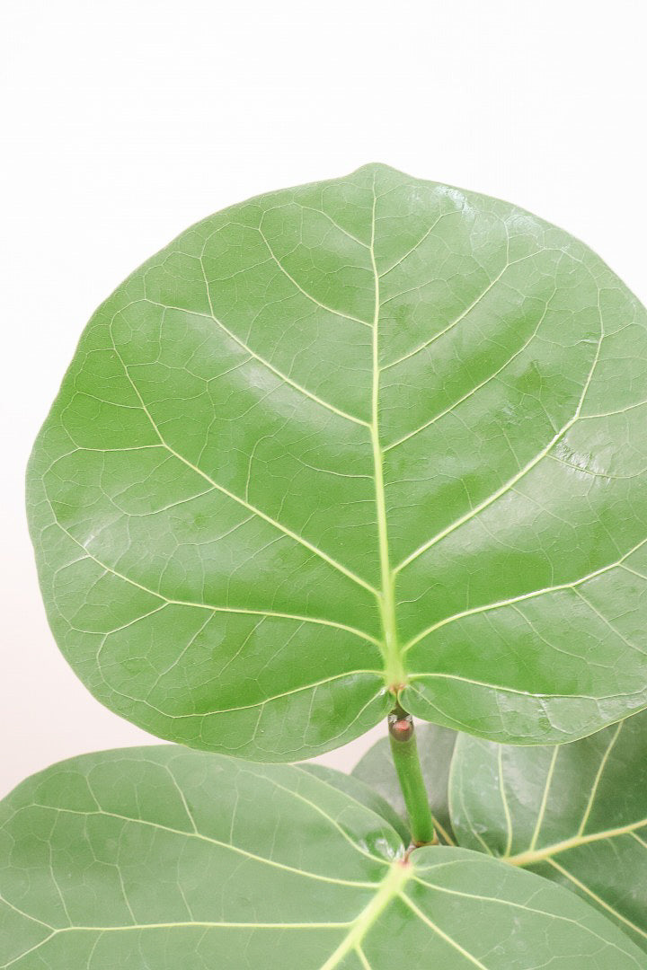 【シーグレープ】まん丸の葉っぱがとてもかわいい人気の観葉植物です! このサイズはめったに入荷しませんのでぜひ！