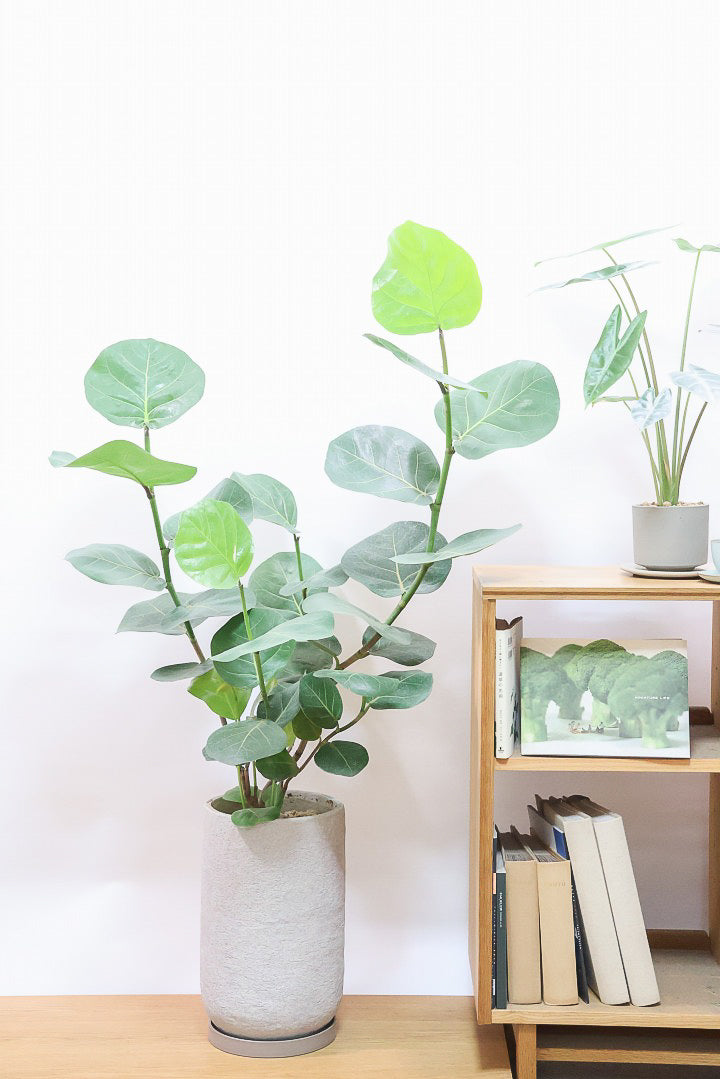 【シーグレープ】まん丸の葉っぱがとてもかわいい人気の観葉植物です! このサイズはめったに入荷しませんのでぜひ！