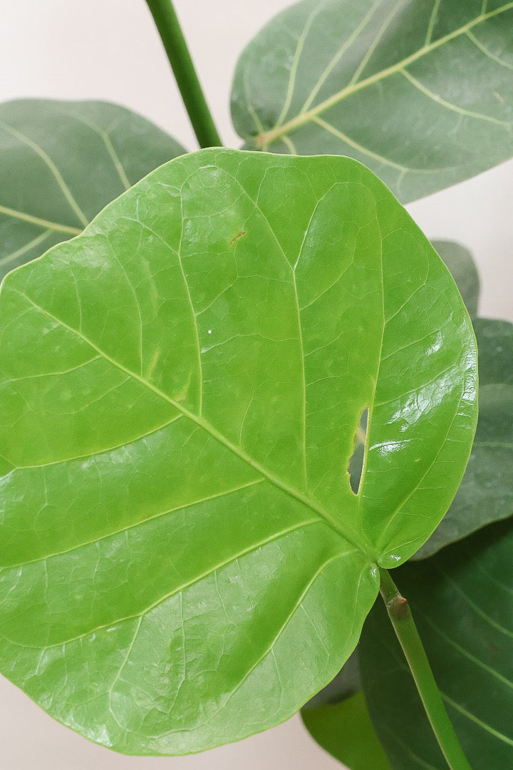 【シーグレープ】まん丸の葉っぱがとてもかわいい人気の観葉植物です! このサイズはめったに入荷しませんのでぜひ！