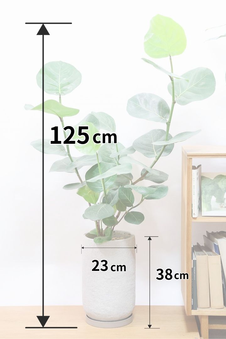 【シーグレープ】まん丸の葉っぱがとてもかわいい人気の観葉植物です! このサイズはめったに入荷しませんのでぜひ！
