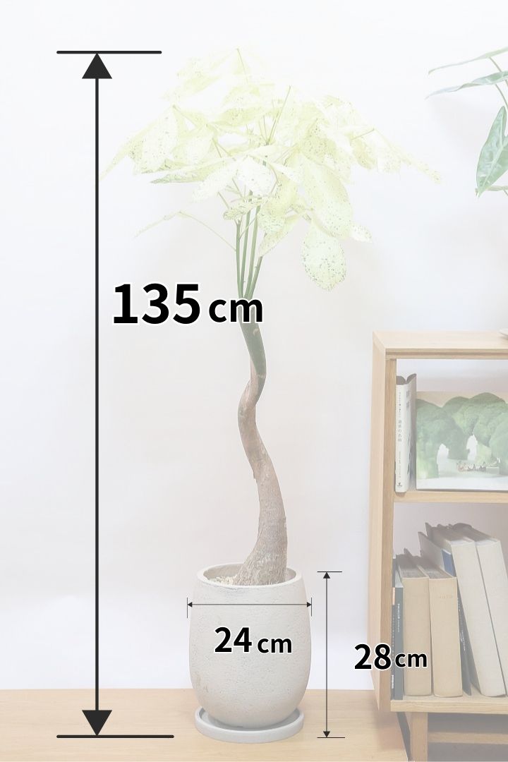 【パキラ ミルキーウェイ】今回はBIGサイズ！ここまで白斑が多めの個体はもう二度と入荷しないかもしれません。とにかく素晴らしい！
