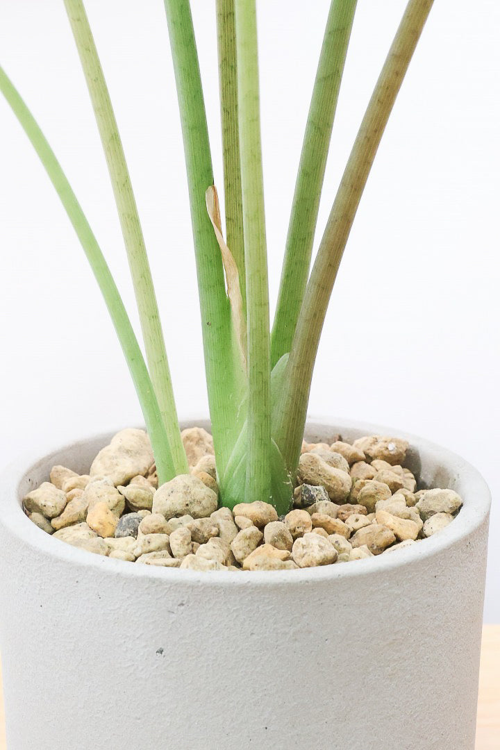 アロカシア ロンギロバGL60447観葉植物の通信販売 | APEGO(アペーゴ)