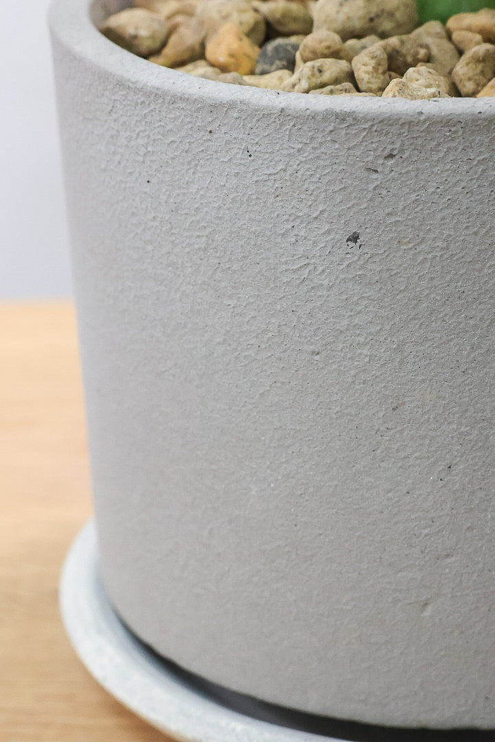 アロカシア ロンギロバ オーレア 大型系種‼️】アロカシア ロンギロバ ローウィーコンプレックス