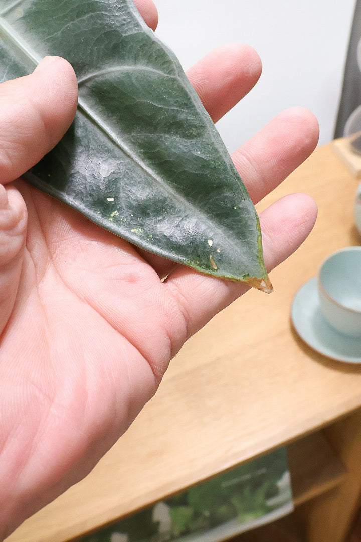 【アロカシア ロンギロバ】大き目の葉っぱ！少しスモーキーな葉色なのでとてもカッコいいですよ！
