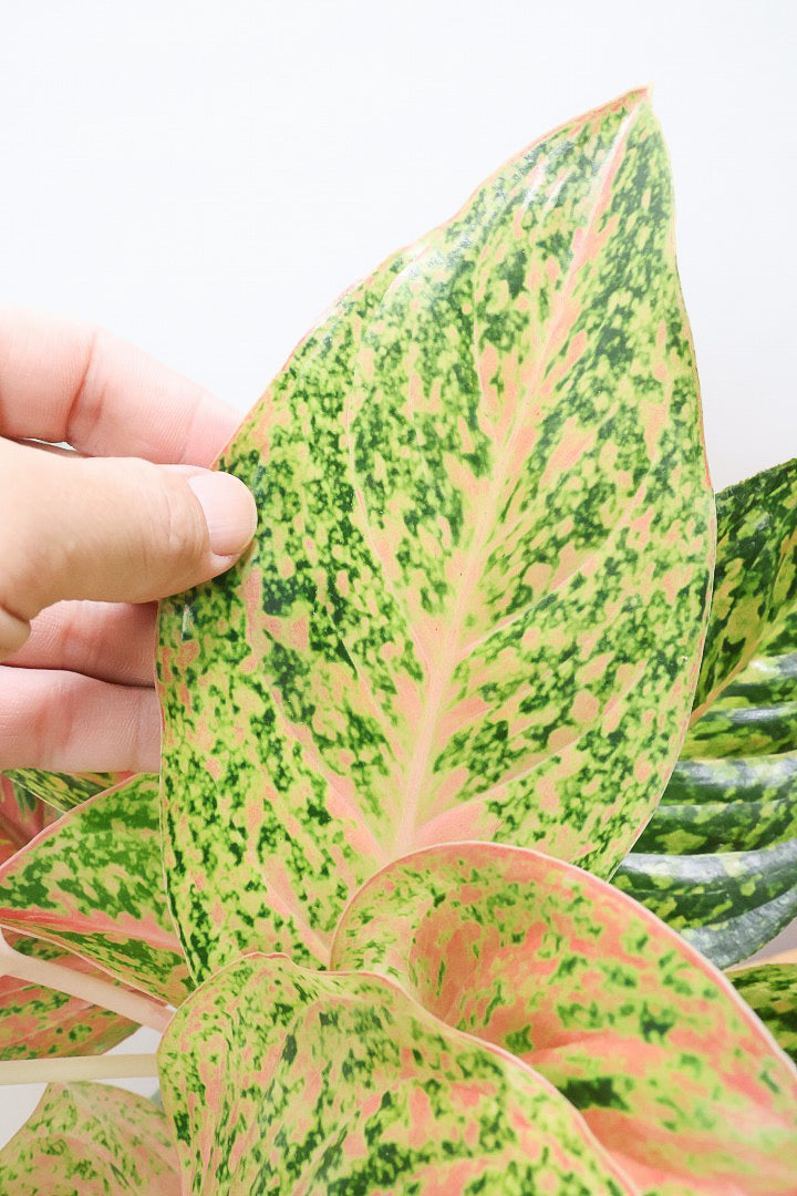 アグラオネマ レディバレンタインGR60449| 観葉植物の通信販売 | APEGO