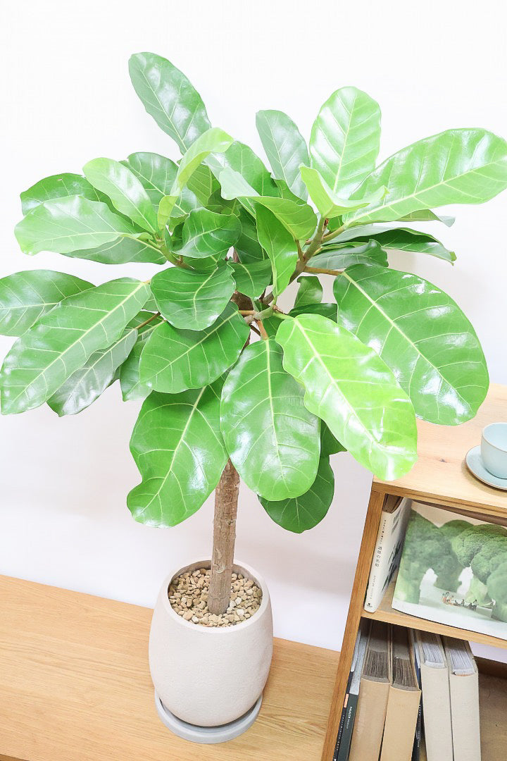 うににんさま専用 フィカス アフリカンプリンス フォロー割引希少 全国送料込 フィカス アフリカンプリンス（M様専用） | 遊園不動産［THE