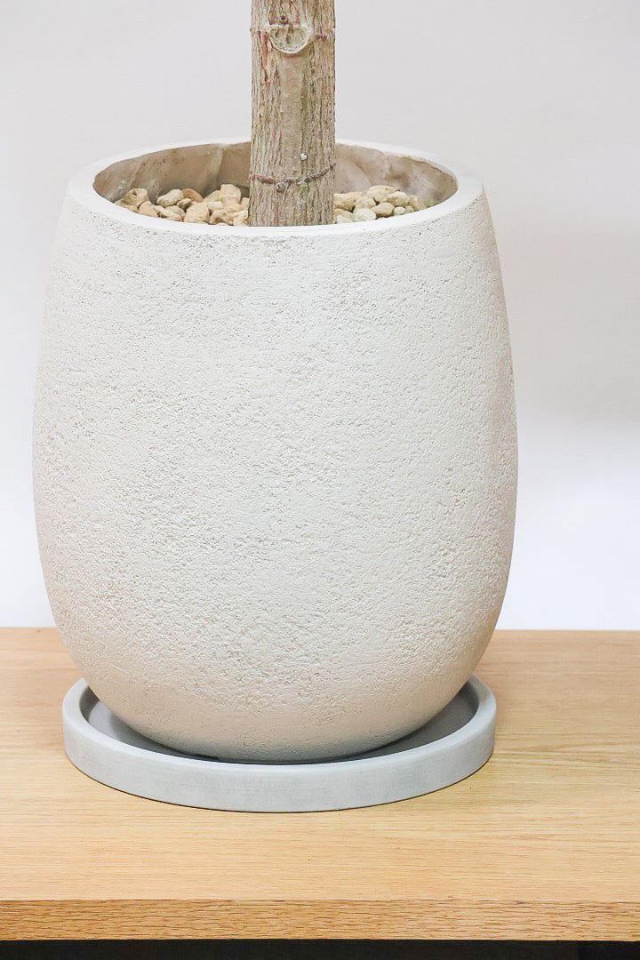 フィカス アフリカンプリンスGIV60450| 観葉植物の通信販売