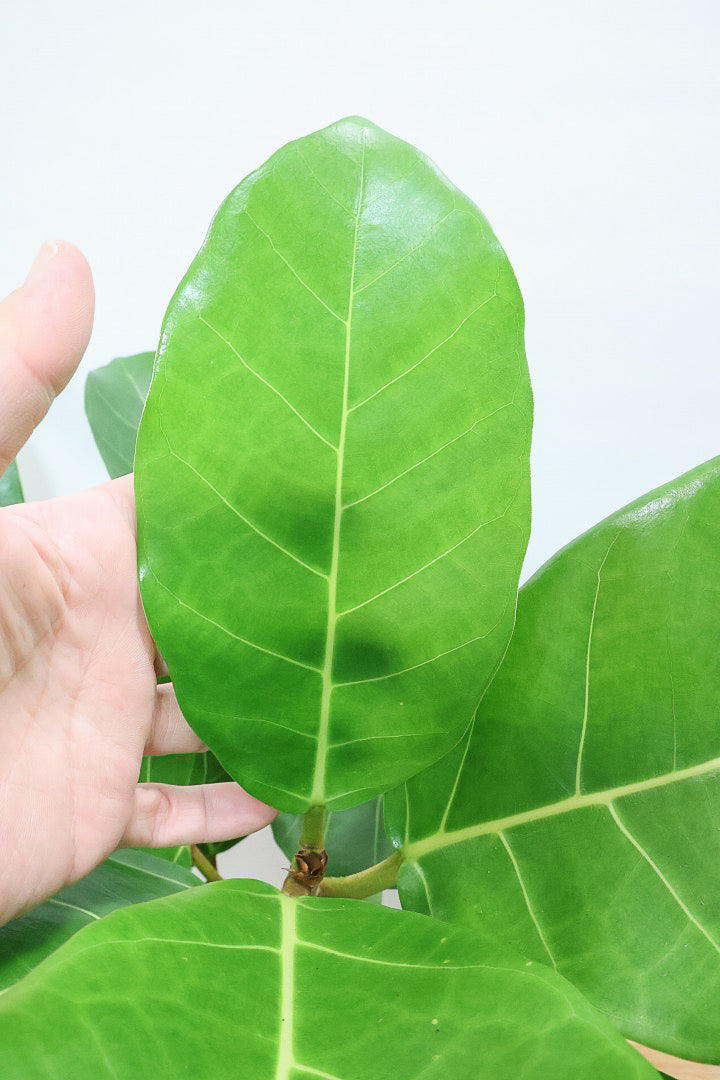 うににんさま専用 フィカス アフリカンプリンス フォロー割引希少 全国送料込 39f85ac5a07c48896e9bf8a0dae5bb