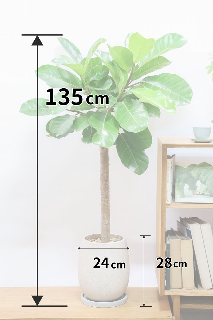 アフリカンプリンス　フィカス② Amazon｜希少☆曲がりが素敵なフィカス・アフリカンプリンス