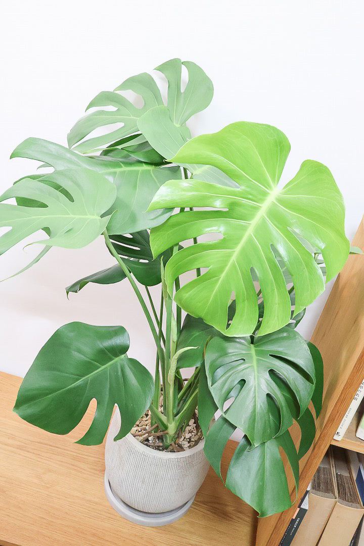 モンステラIV60451| 観葉植物の通信販売 | APEGO(アペーゴ)