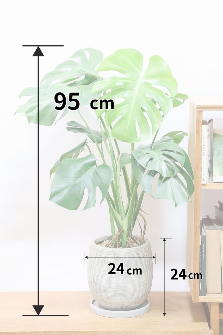 モンステラ モンステラ70cm セメントポット ニトリ 【玄関先迄納品】
