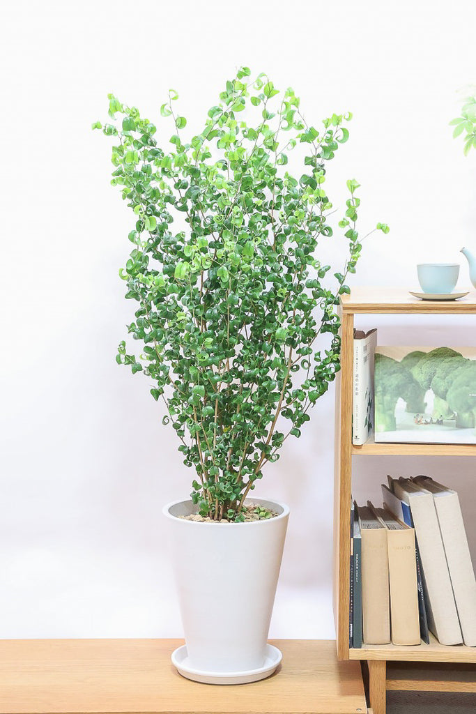 ベンジャミン バロックPP60452| 観葉植物の通信販売 | APEGO