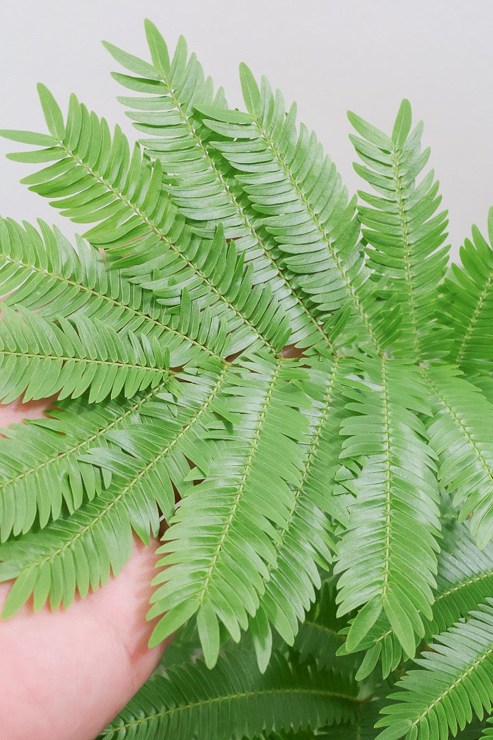 エバーフレッシュ エバーフレッシュBR60671| 観葉植物の通信販売 | APEGO(アペーゴ)