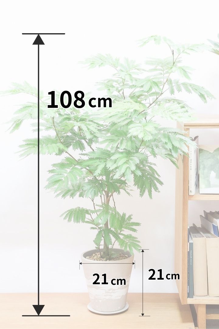 【エバーフレッシュ】モリモリのボリューム！この樹形は絶対にお得だと思います！