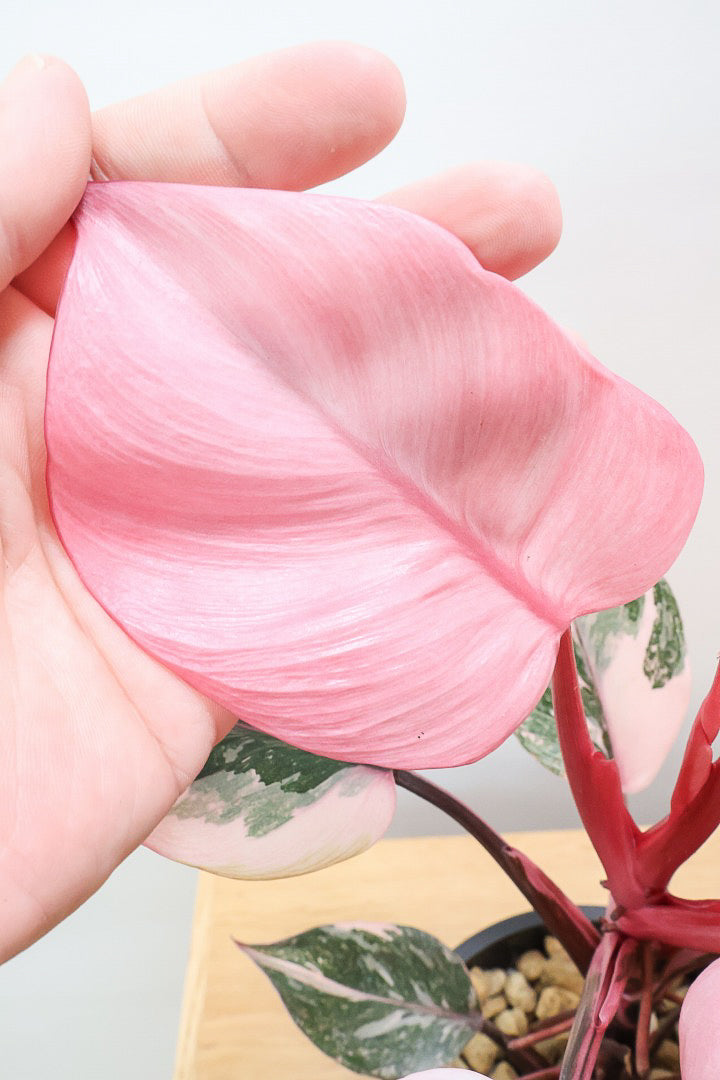 【フィロデンドロン マーブルピンクプリンセス】ほぼほぼピンクの葉っぱがあります！ここまできれいな個体は希少ではないでしょうか？