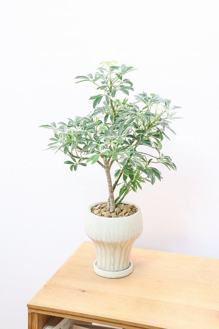 シェフレラ スノーホワイトY60457| 観葉植物の通信販売 | APEGO