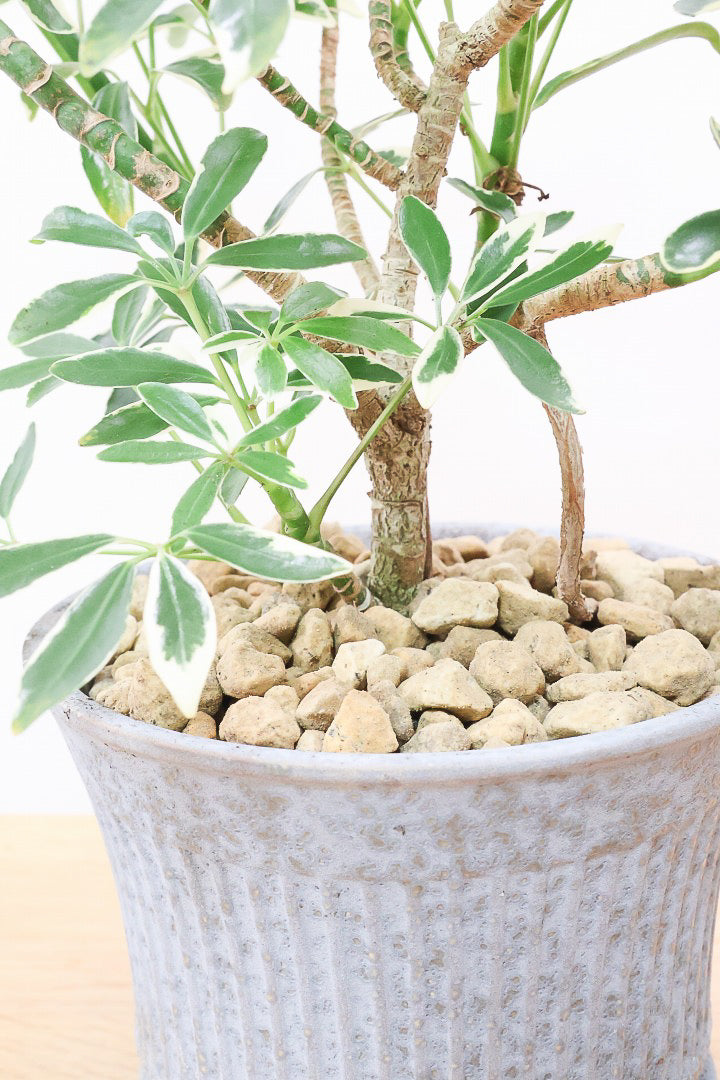 【シェフレラ スノーホワイト】和テイストのPOT！しっかりとした幹が美しく、丈夫で育てやすいので初心者の方にもおすすめ！ (コピー)